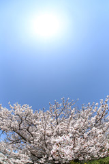 東京　多摩川土手の桜