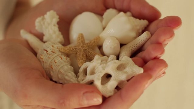 handfull of white seashells, corals and starfish
