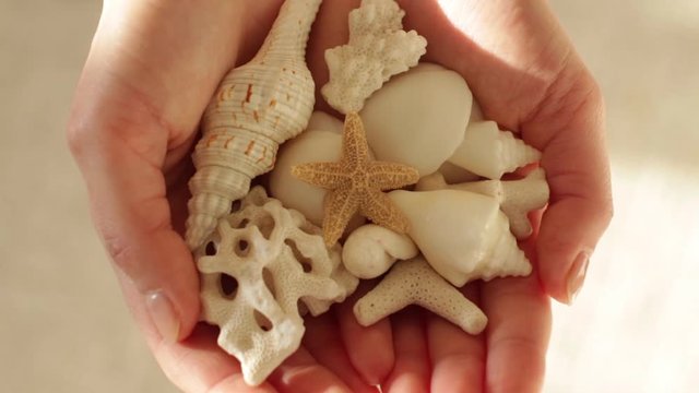 handfull of white seashells, corals and starfish
