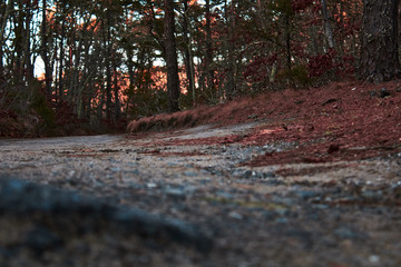 autumn in the park