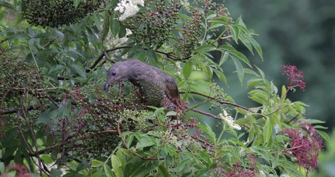 Satin bowerbird (Ptilonorhynchus violaceus) female in elderflower bush, feeds on elderberries (sambucus nigra). Close-up, Locked down, slight zoom.