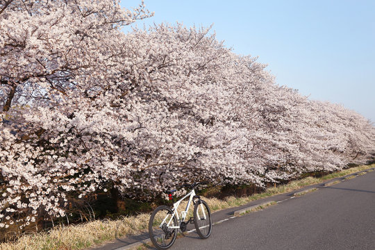 多摩川土手photos Royalty Free Images Graphics Vectors Videos Adobe Stock 多摩川土手photos Royalty Free Images Graphics Vectors Videos Adobe Stock