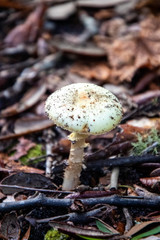 mushrooms in the forrest