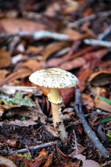 mushrooms in the forrest