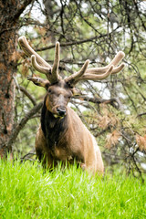 Large bull elk with nice rack emerging from woods in South Dakota