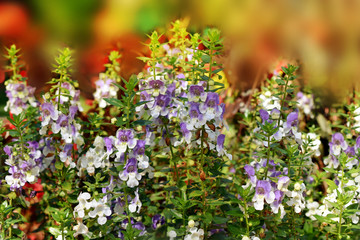 Fototapeta premium Beautiful flowers in garden close up