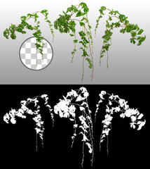 Ivy with lush green foliage. Climbing plant in summer isolated on transparent background via an alpha channel. Tropical vegetation. Wild vines leaves. High quality clipping mask for professional compo © Kimo