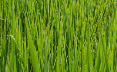 Fototapeta na wymiar green paddy field
