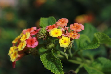 Detalle de flores pequeñas