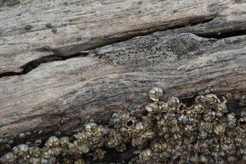 driftwood on the beach
