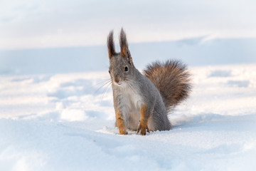 The squirrel sits on white snow in the sunset light.