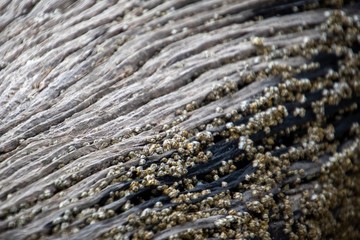 driftwood on the beach
