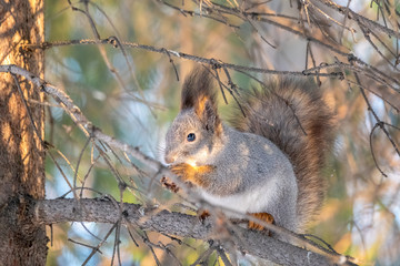 The squirrel sits on a branches in the winter or autumn