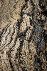 driftwood on the beach