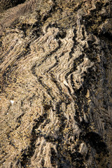 driftwood on the beach