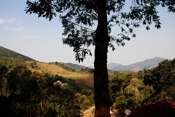 interesting tree and a wonderful landscape