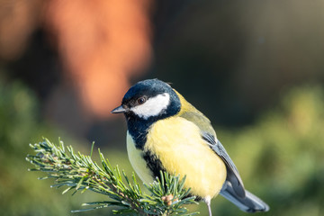 Cute bird Great tit, songbird sitting on the fir branch