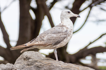 Seagull bird perched on a piece of driftwood