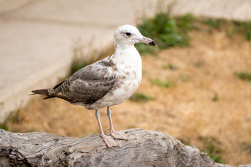 Obraz premium Seagull bird perched on a piece of driftwood
