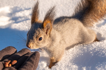 Squirrel eats nuts from a man's hand.