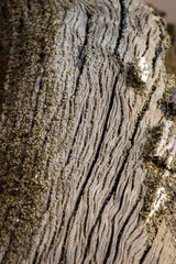 driftwood on the beach