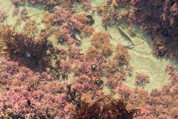 Fototapeta na wymiar small tide pool intertidal ecosystem  