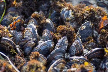 A densely packed Mussel bed exposed .