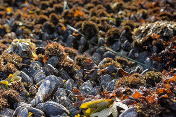 A densely packed Mussel bed exposed .