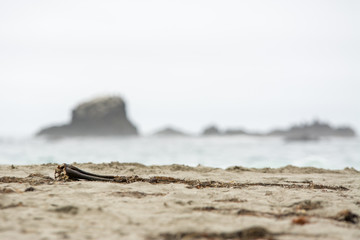 Fototapeta premium Sandy beach with kelp and blurred background .