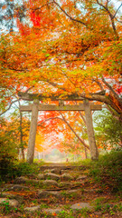 Obraz premium Autumn leaves in Japan,Kyoto,紅葉,秋