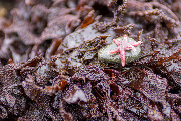 Tiny pink starfish surrounded by purple kelp seaweed .