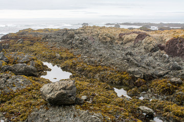 Fototapeta na wymiar low tide receding ocean revealing rocky shore and kelp