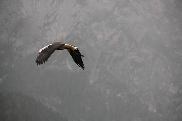 bird in flight