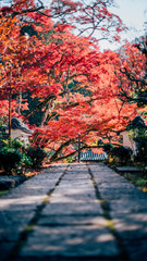 Naklejka na ściany i meble Autumn leaves in Japan,Kyoto,紅葉,秋