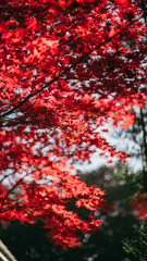 Obraz na płótnie Canvas Autumn leaves in Japan,Kyoto,紅葉,秋