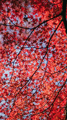 Autumn leaves in Japan,Kyoto,紅葉,秋