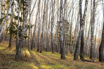 Birch grove without leaves in autumn day