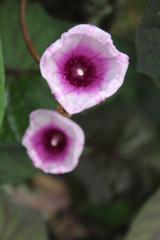 flower in the garden