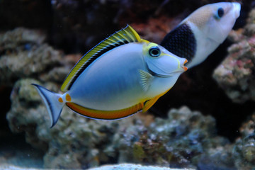 Fototapeta na wymiar Orangespine unicornfish, (Nasu lituratus)