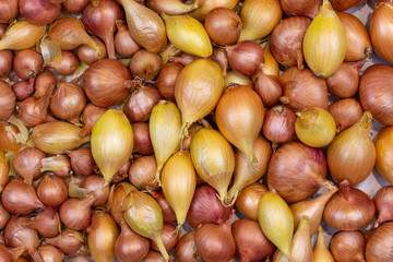 Obraz premium Yellow onions are large and small. Natural background. Healthy eating concept. Vegetarianism