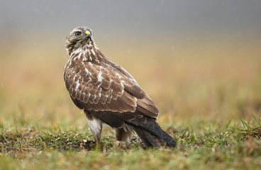 Common buzzard (Buteo buteo) close up