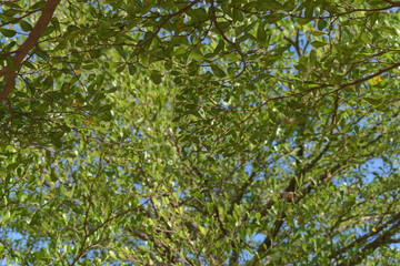 green leaf branchs of big tree in nature