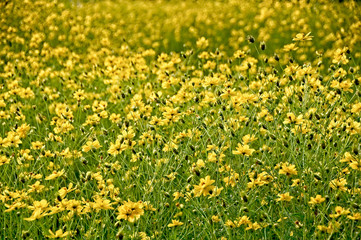 Obraz premium Yellow cosmos flowers blooming in the garden.