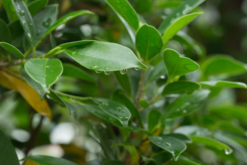 Fototapeta na wymiar rain drop on green leaf nature