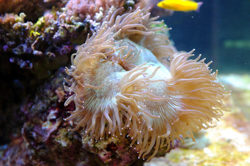 Bubble-tip anemone, (Entacmaea quadricolor)