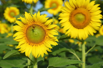 Fototapeta premium bee in sunflower garden