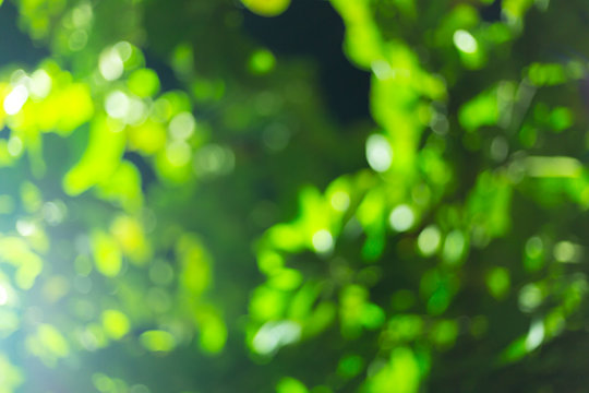 Green Bokeh Light Blurry Of Tree In The Night Park