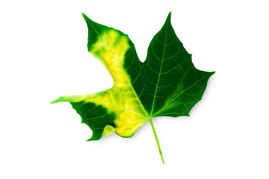 Yellow and green leaf coccinia or lvy gourd isolated on with background.