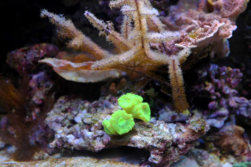 Coral reef in aquarium