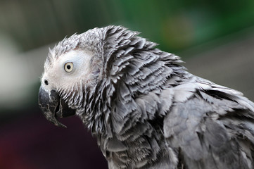 parrot rainbow, parrot, Birds, bird scream, parrot rainbow,